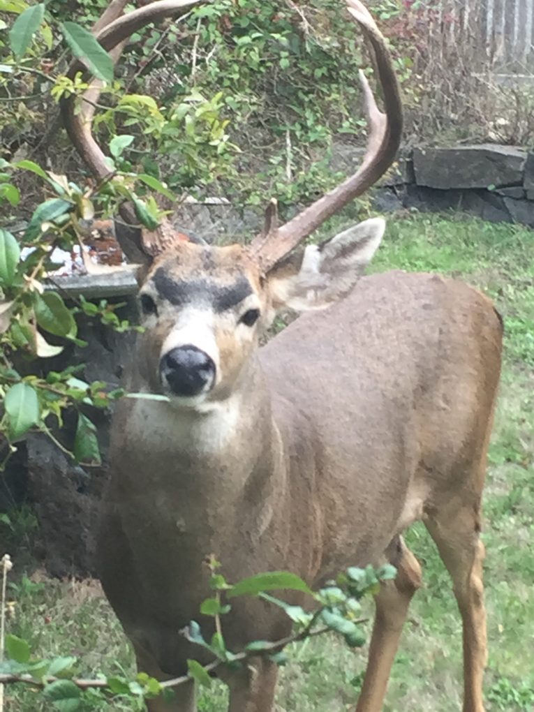 Still Too Many Bambis: Port Townsend’s Deer Pose Increasing Health Risks