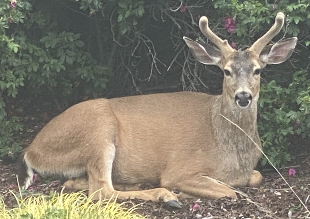 Out and About in the Time of Lockdowns