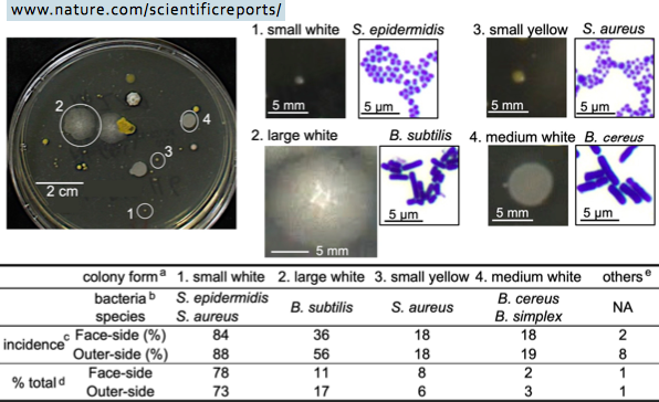 Nature Bacteria Colonies Inside and Outside Masks.png