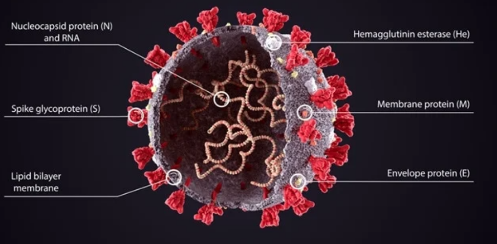 Local Health Authorities Ignore Physician’s Concerns About Brain and Heart Damage Linked to COVID Vaccines