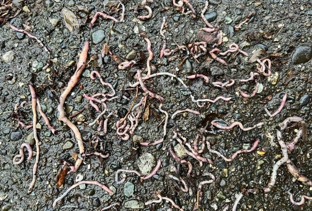 War of the Worms: Destructive Wrigglers Invade Discovery Bay Garden